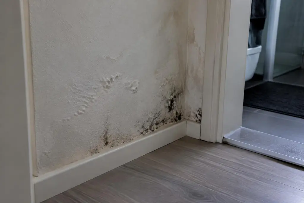 Lekdetectie Leiden – vochtplek met schimmel op een muur